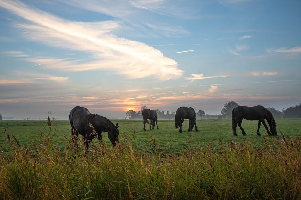 4 horses in a field.