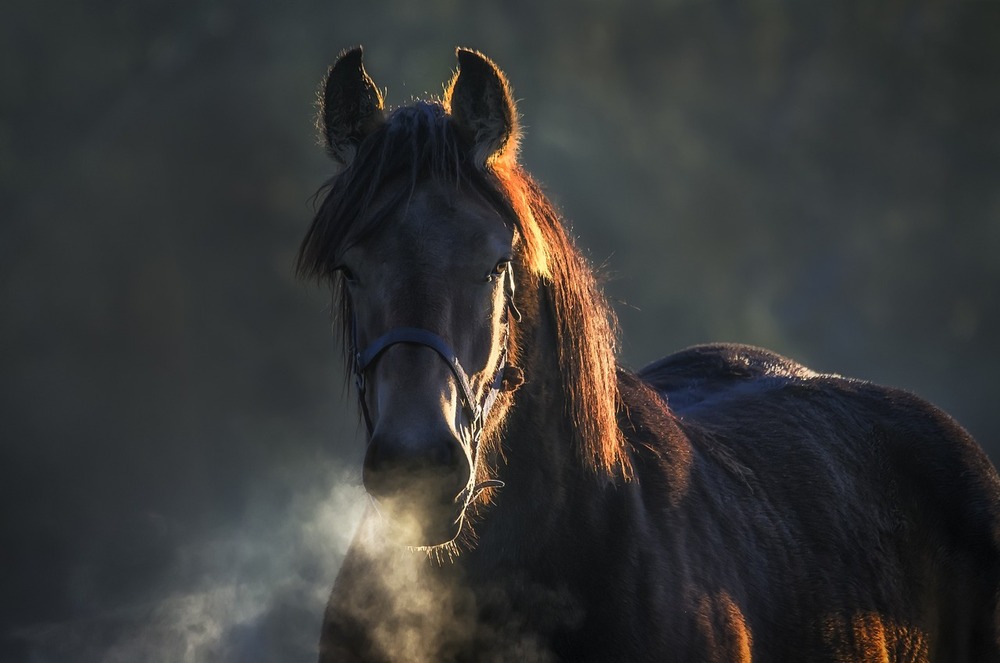 Amazing brown horse.