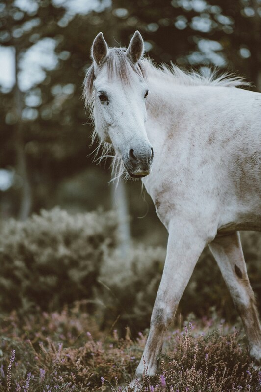 Amazing white horse.