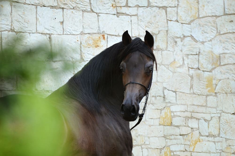 Arabian Horse photo.