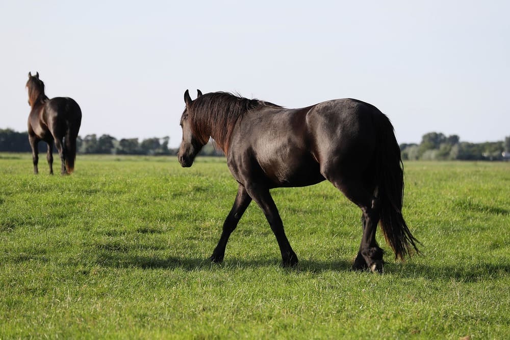 Friesians horses photo.