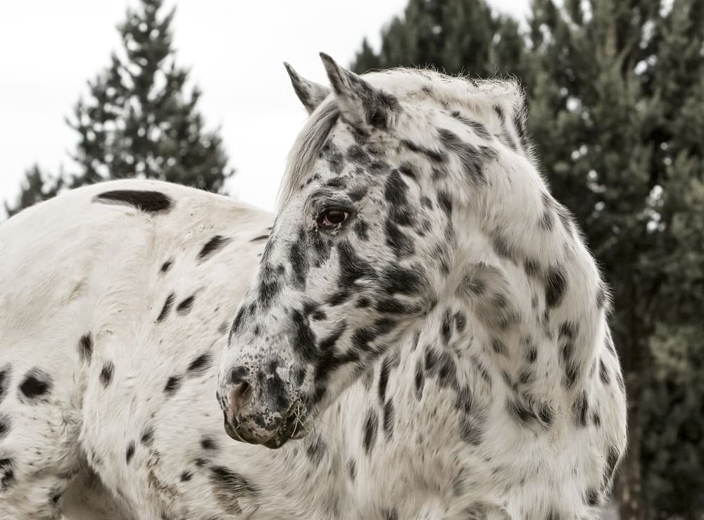 Horse Appaloosa photo.