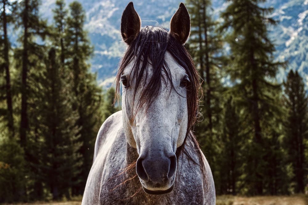 Horse in the forest.