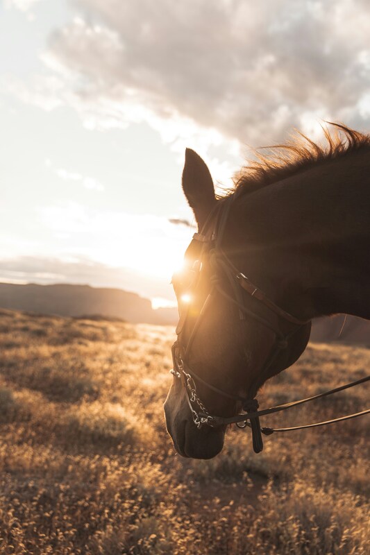 Horse with sunshine.