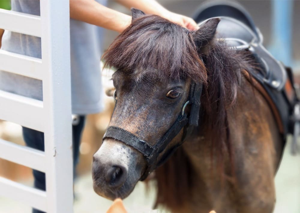 Miniature Horses photo.