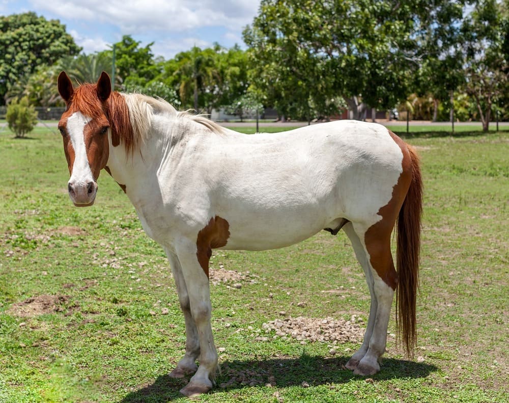 Paint Horse photo.