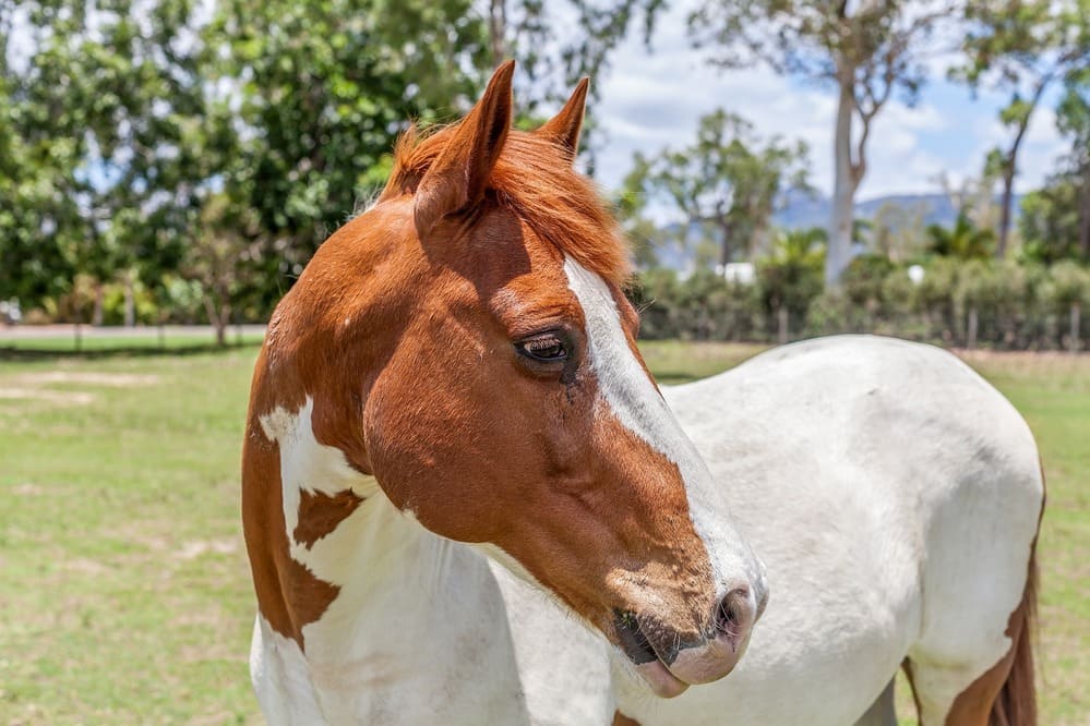 Painted brown and white horse.