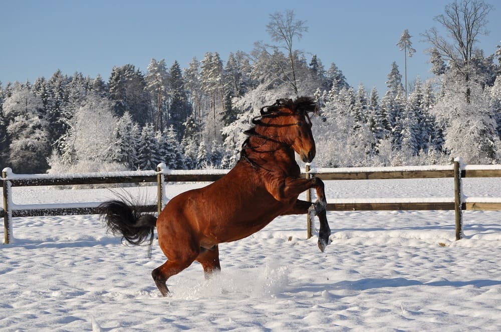 Paso Fino Horse photo.