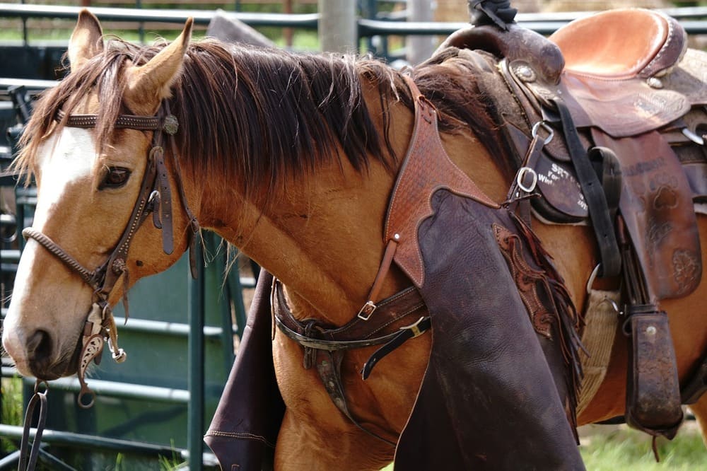 Photo with Quarter Horse.