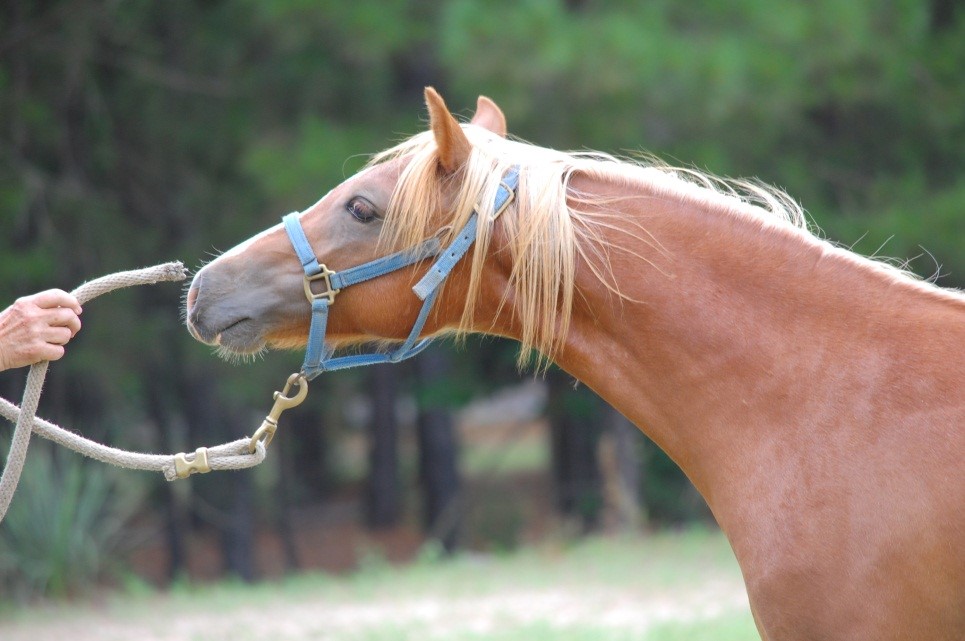 Shetland and Welsh Ponie photo.