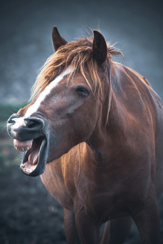 Smiling horse.