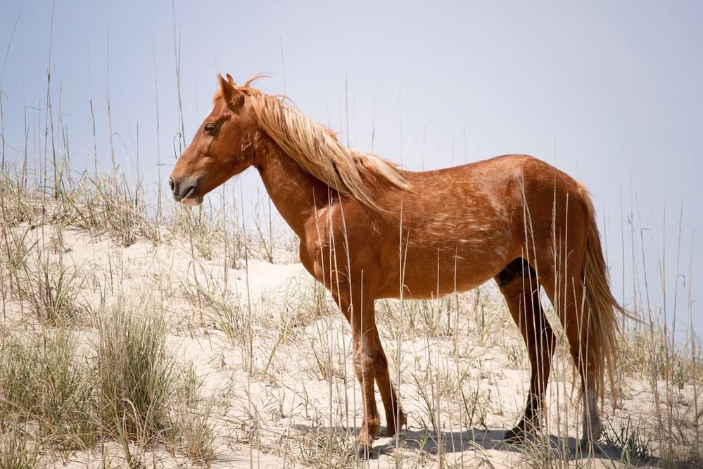 Spanish Mustang photo.