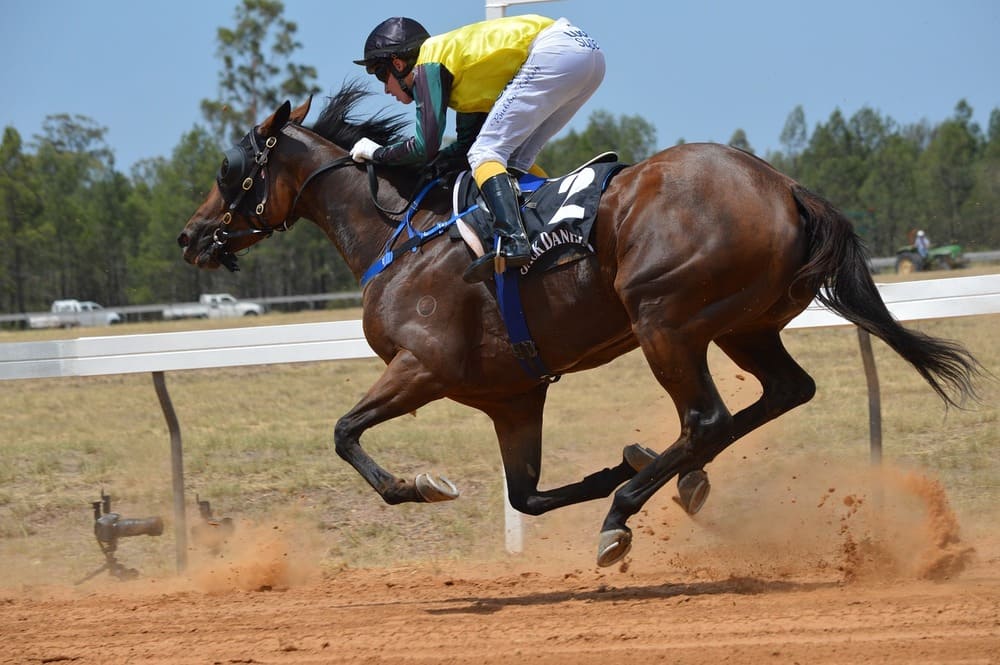 Sport Horse photo.