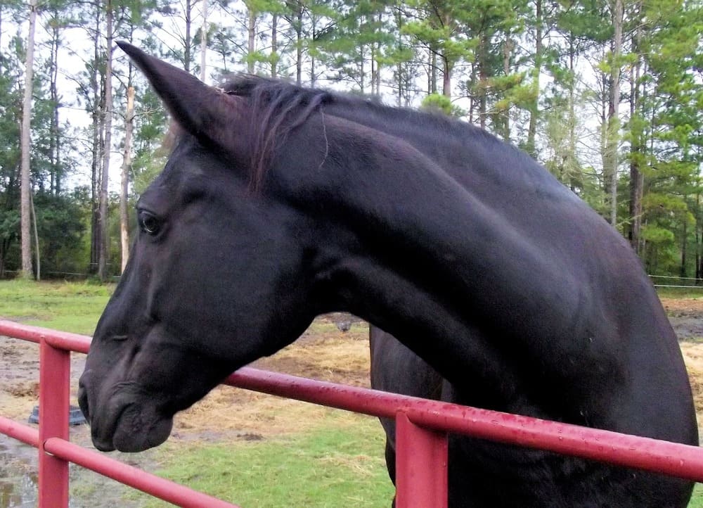 Tennessee walking horse photo.