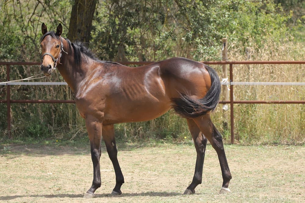 Thoroughbred Horse photo.