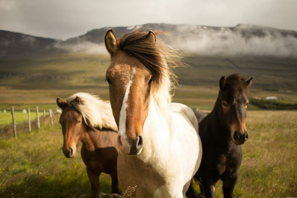 Three horses.