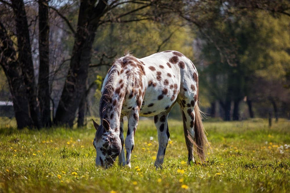 White and brown horse.