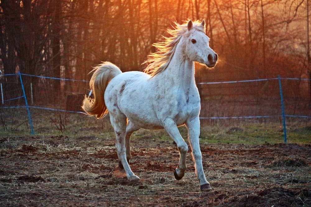 White horse.